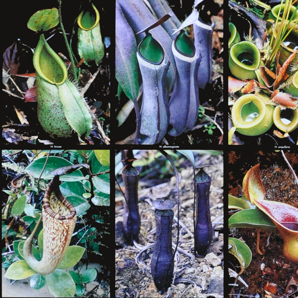 Nepenthes Poster