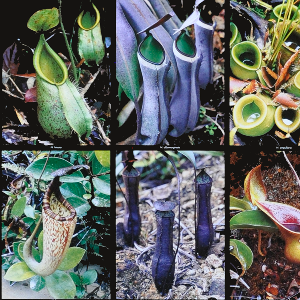 Nepenthes Poster | | Carnivorous Plant Nursery