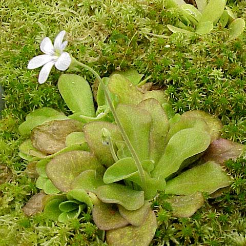 Agnata Butterwort | | Carnivorous Plant Nursery