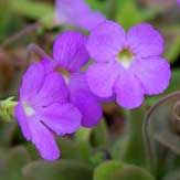 Pinguicula x Aphrodite