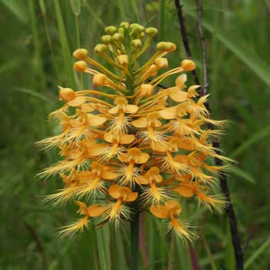 Fringed Orchid - Orange | | Carnivorous Plant Nursery