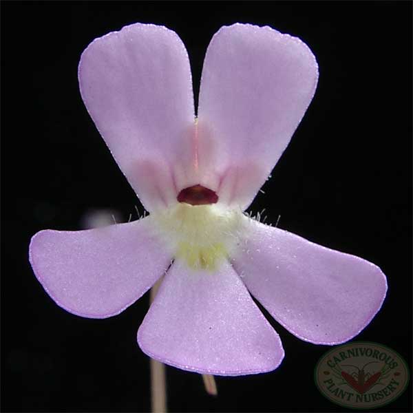 Pinguicula esseriana hybrid | | Carnivorous Plant Nursery