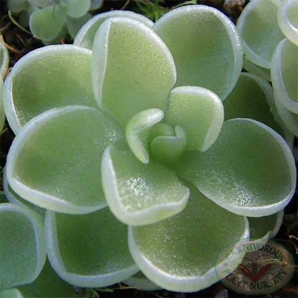 Pinguicula esseriana hybrid | | Carnivorous Plant Nursery