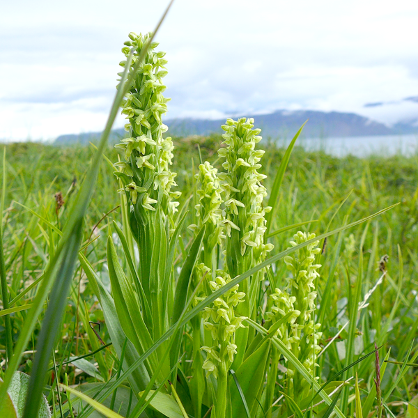 Palegreen Orchid | | Carnivorous Plant Nursery