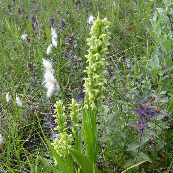 Palegreen Orchid | | Carnivorous Plant Nursery