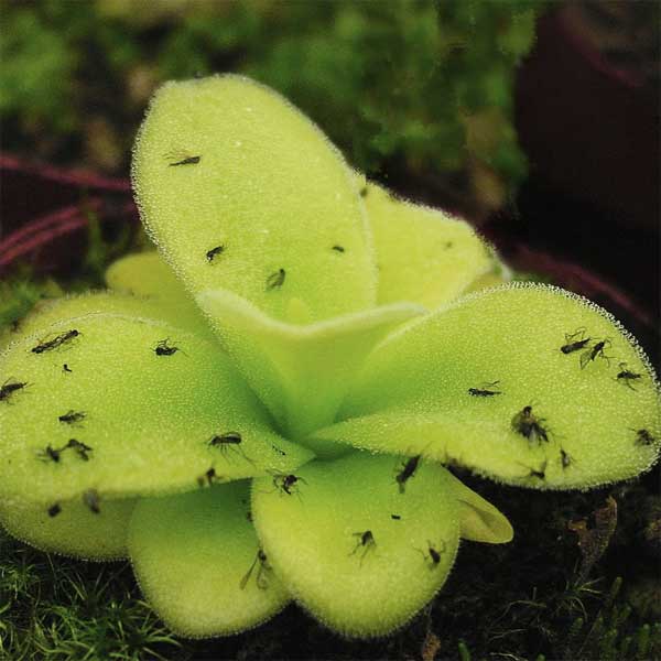 Giant Butterwort | | Carnivorous Plant Nursery