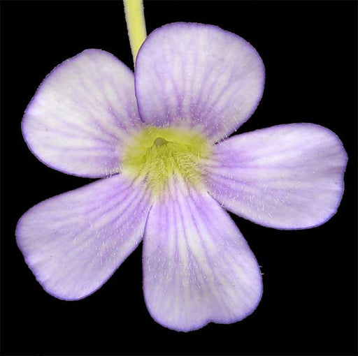 Giant Butterwort | | Carnivorous Plant Nursery