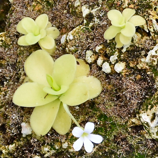 Giant Butterwort - White Flower | | Carnivorous Plant Nursery