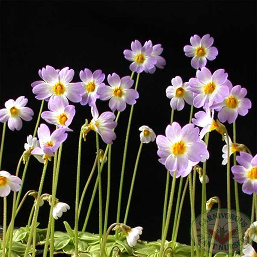 Early Butterwort | | Carnivorous Plant Nursery