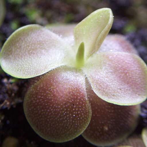 Sethos Butterwort | | Carnivorous Plant Nursery