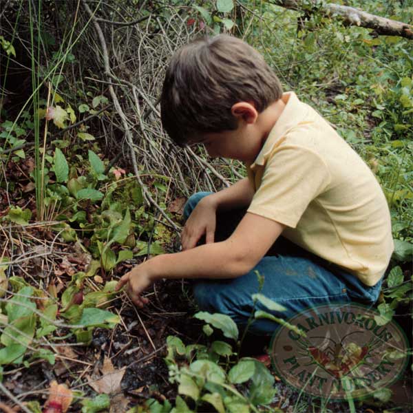 Sarracenia x formosa | | Carnivorous Plant Nursery