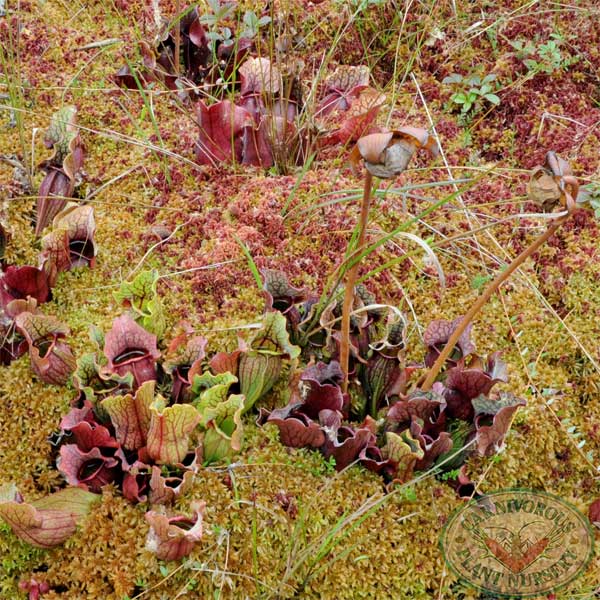 Sarracenia purpurea purpurea | | Carnivorous Plant Nursery