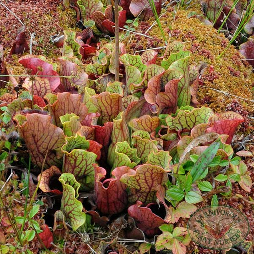 Sarracenia purpurea purpurea