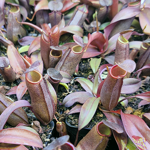 Nepenthes x Rebecca Soper