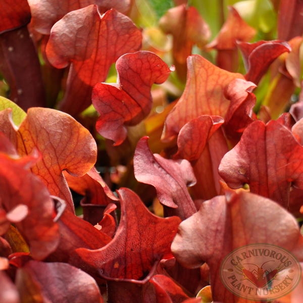 Sarracenia x Red Apache | | Carnivorous Plant Nursery