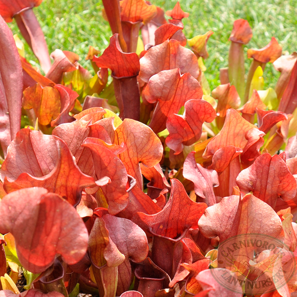 Sarracenia x Red Apache | | Carnivorous Plant Nursery