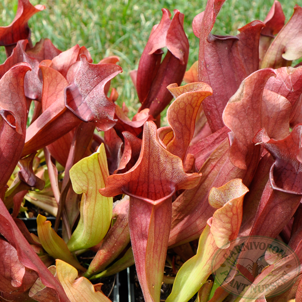 Sarracenia x Red Apache | | Carnivorous Plant Nursery
