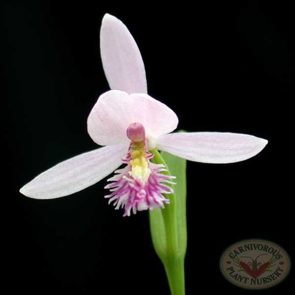Rose Pogonia | | Carnivorous Plant Nursery