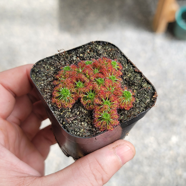 Drosera roseana