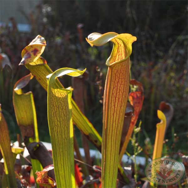 Sarracenia alata | | Carnivorous Plant Nursery