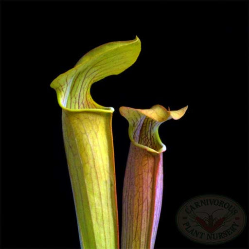Sarracenia alata Seeds | | Carnivorous Plant Nursery