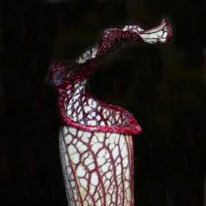 Sarracenia x areolata Seeds | | Carnivorous Plant Nursery