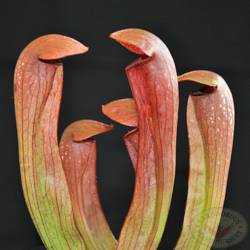 Sarracenia x Bug Bat | | Carnivorous Plant Nursery