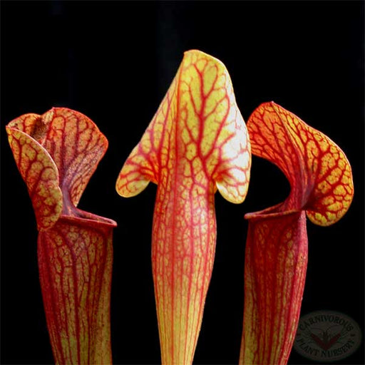 Sarracenia x catesbaei Seeds | | Carnivorous Plant Nursery