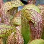 Sarracenia x Doodle Bug | | Carnivorous Plant Nursery