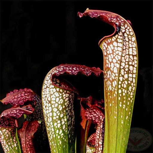Sarracenia x excellens Seeds | | Carnivorous Plant Nursery