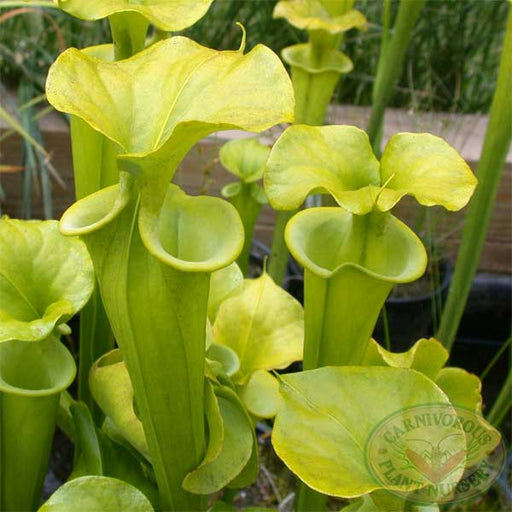 Sarracenia flava maxima Seeds | | Carnivorous Plant Nursery