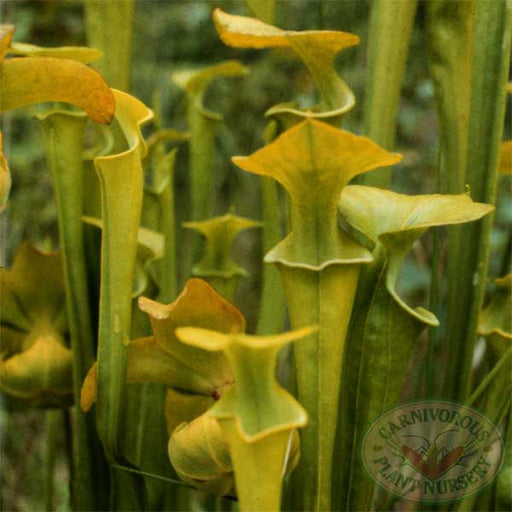 Sarracenia flava maxima | | Carnivorous Plant Nursery