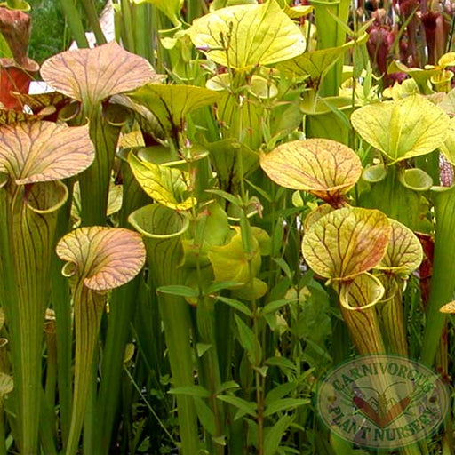 Sarracenia flava | | Carnivorous Plant Nursery