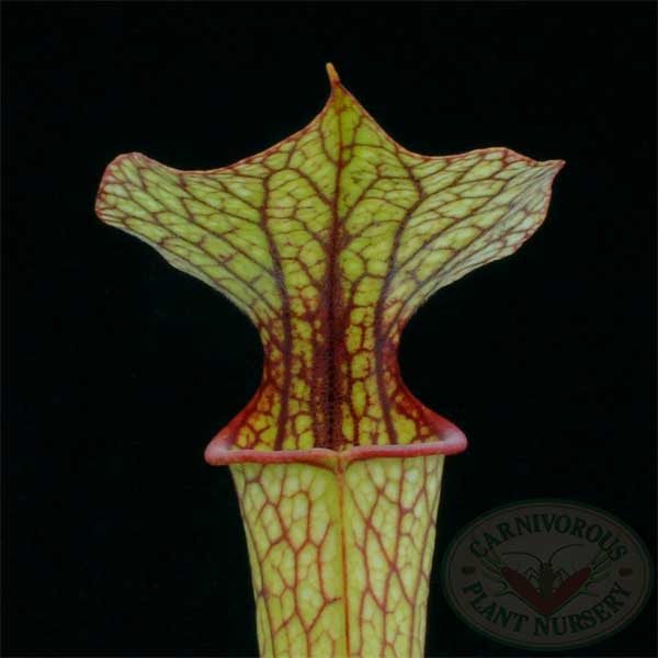 Sarracenia flava ornata | | Carnivorous Plant Nursery