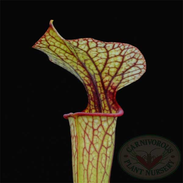 Sarracenia flava ornata | | Carnivorous Plant Nursery