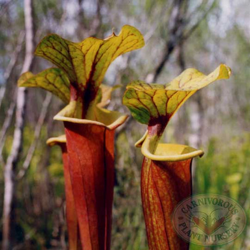 Sarracenia flava rubricorpora