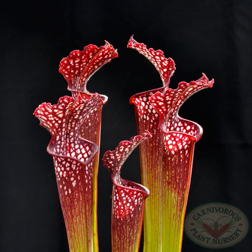 Sarracenia x farnhamii | | Carnivorous Plant Nursery