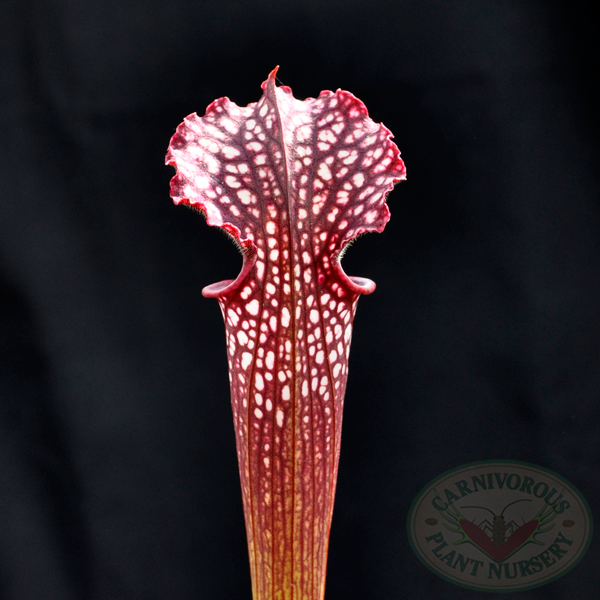 Sarracenia x farnhamii | | Carnivorous Plant Nursery