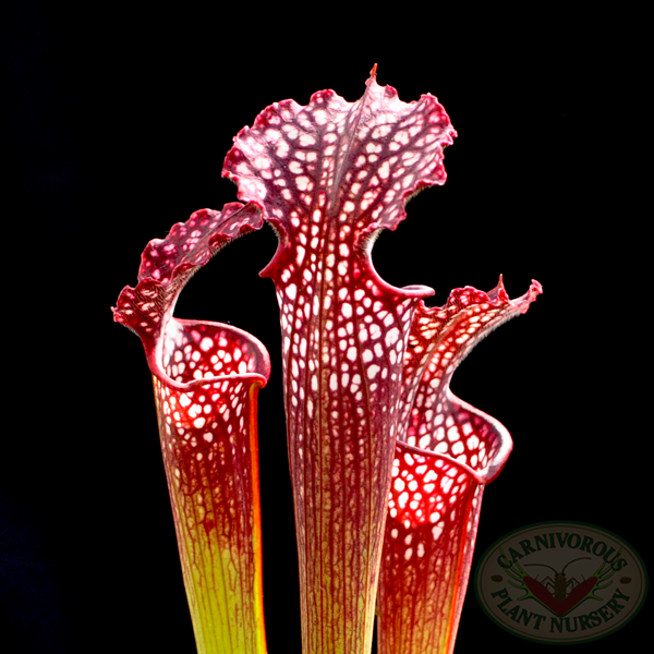 Sarracenia x farnhamii | | Carnivorous Plant Nursery