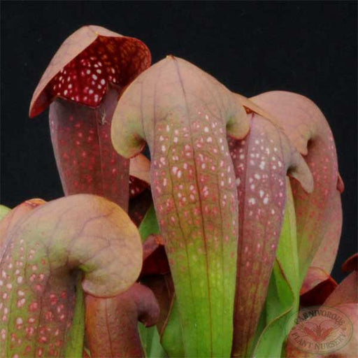 Sarracenia x Lady Bug | | Carnivorous Plant Nursery