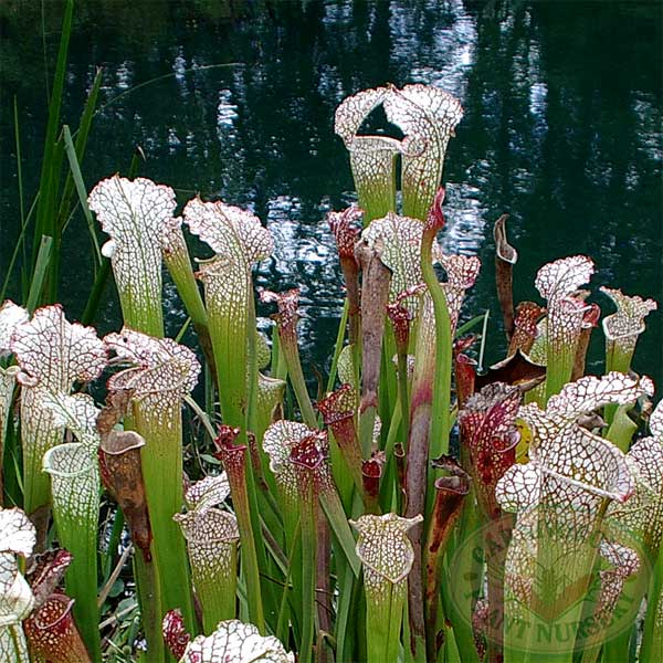 Sarracenia leucophylla | | Carnivorous Plant Nursery