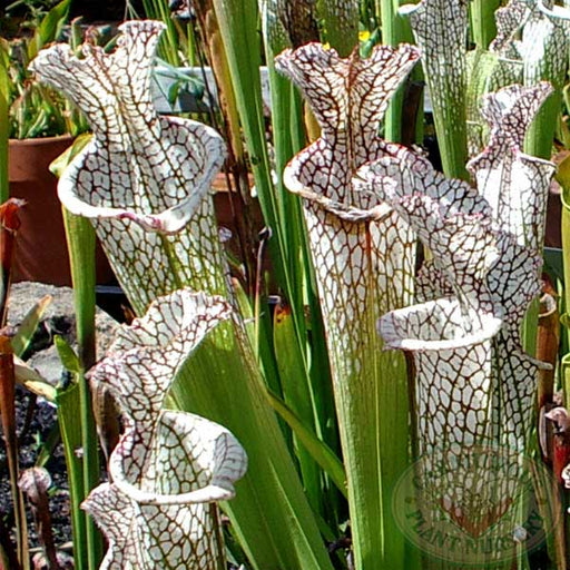 Sarracenia leucophylla Seeds | | Carnivorous Plant Nursery