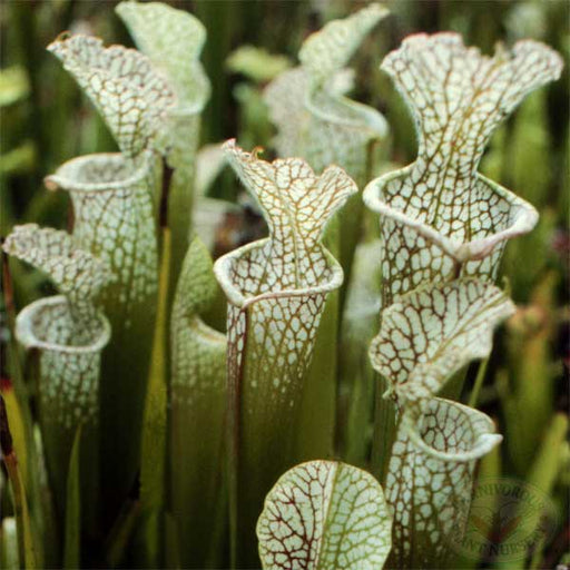 Sarracenia leucophylla | | Carnivorous Plant Nursery