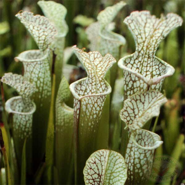 Sarracenia leucophylla Seeds | | Carnivorous Plant Nursery