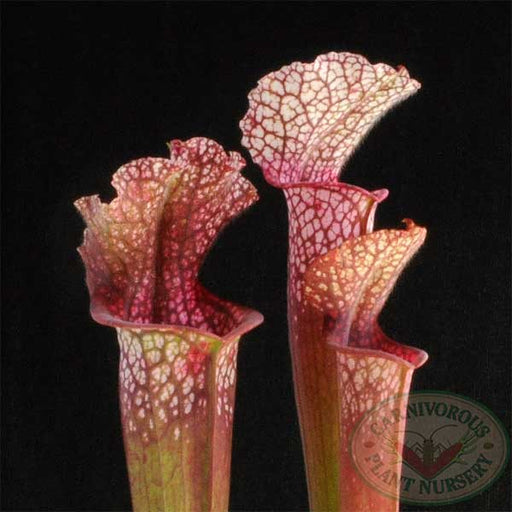 Sarracenia leucophylla - Candy Stripe | | Carnivorous Plant Nursery