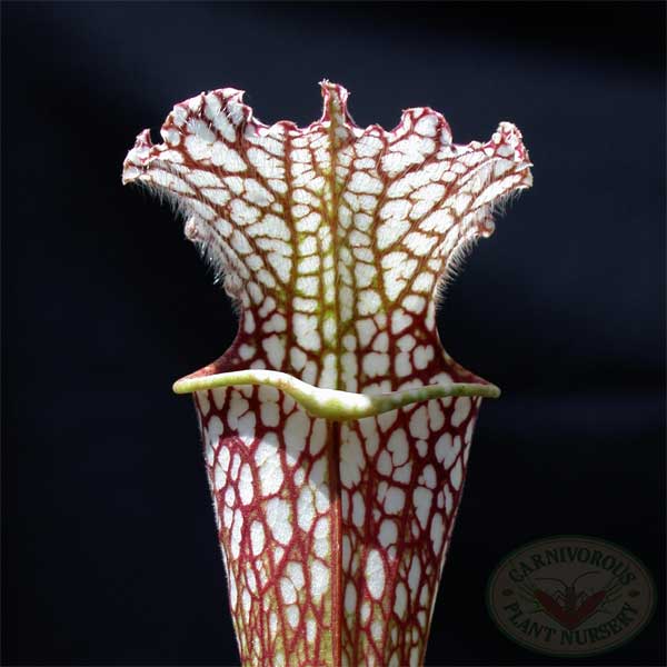 Sarracenia leucophylla - Tarnok | | Carnivorous Plant Nursery