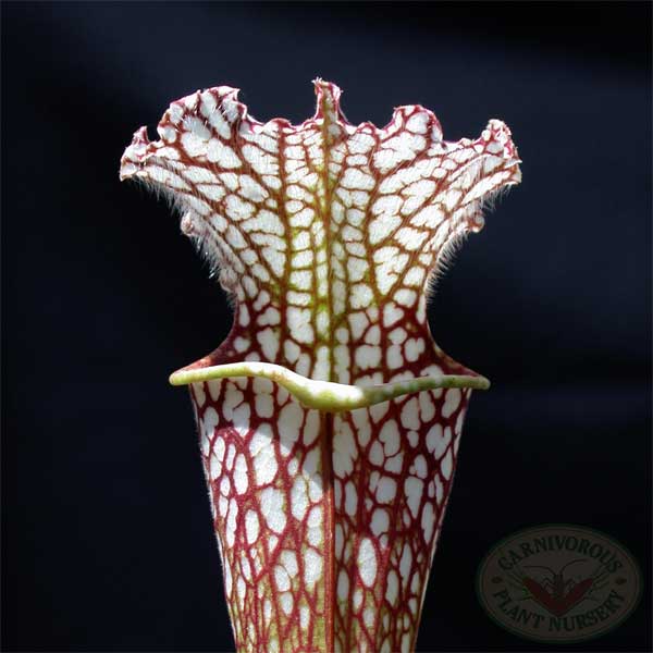 Sarracenia leucophylla - Tarnok