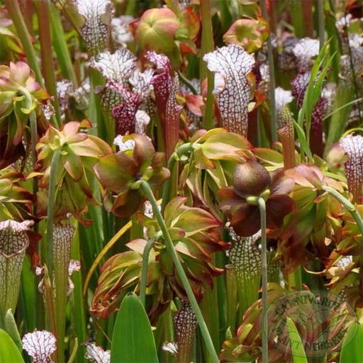 Sarracenia leucophylla - Tarnok | | Carnivorous Plant Nursery