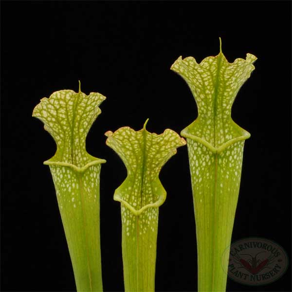 Sarracenia x Lime Ice | | Carnivorous Plant Nursery
