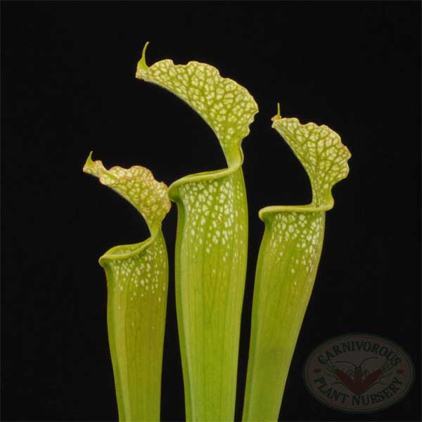 Sarracenia x Lime Ice | | Carnivorous Plant Nursery